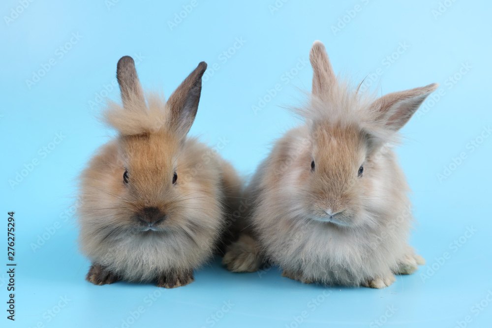 front view and close up two cute baby brown bunny rabbit on blue background in studio lighting
