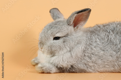 close up sleepy one baby grey bunny rabbit lying on orange background in studio lighting