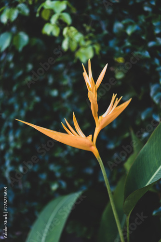 Exotic yellow Heliconia psittacorum ,Golden Torch, flowers with healthy green foliage leaves background,dark tone