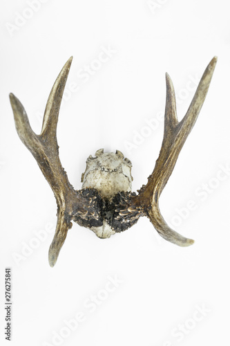 Deer antlers with a skull