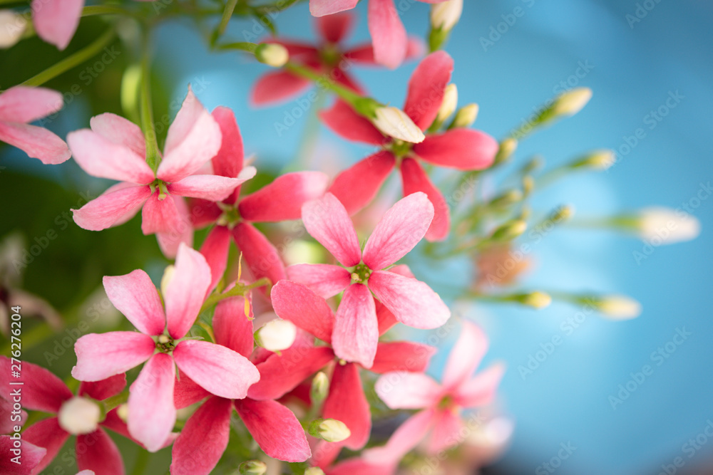 Obraz premium Beautiful pink and red Rangoon Creeper flowers over blue background