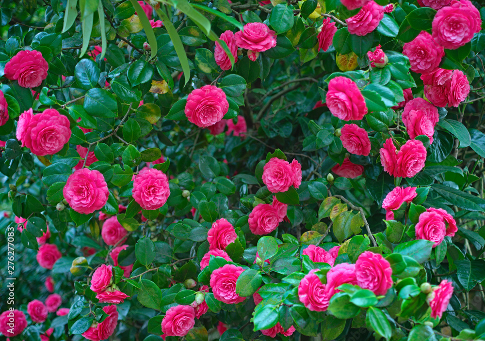 Bunch of pink roses in full bloom Bunch of pink roses in full bloom