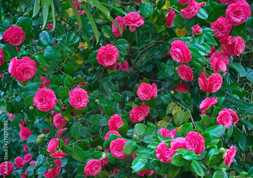 Bunch of pink roses in full bloom