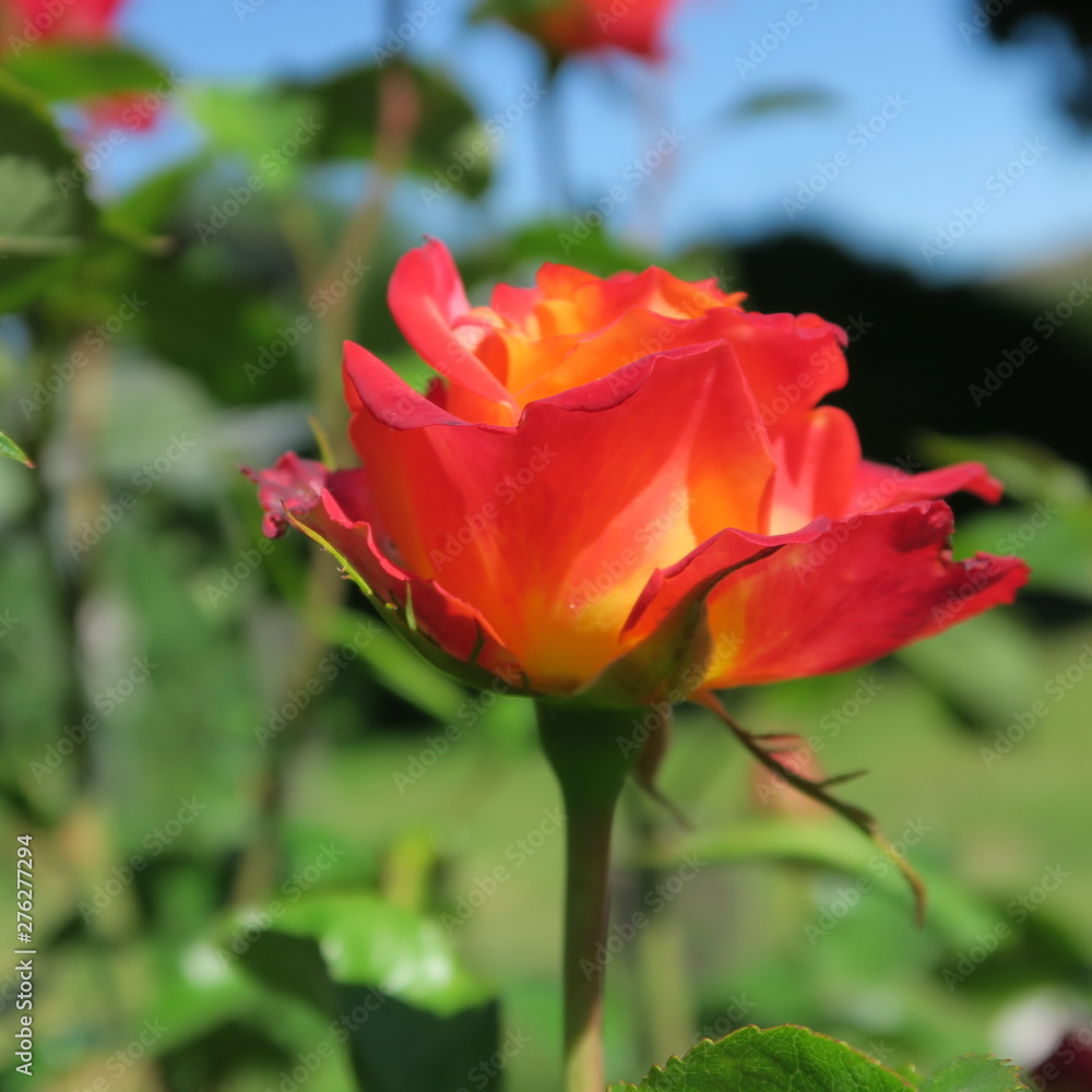 rose in the summer in the garden in orange color