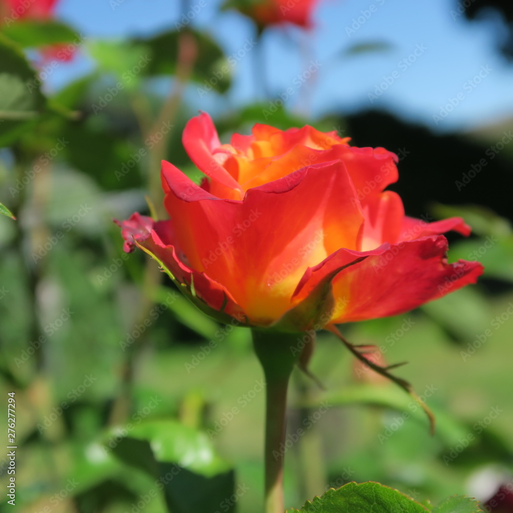 rose in the summer in the garden in orange color rose in the summer in the garden in orange color