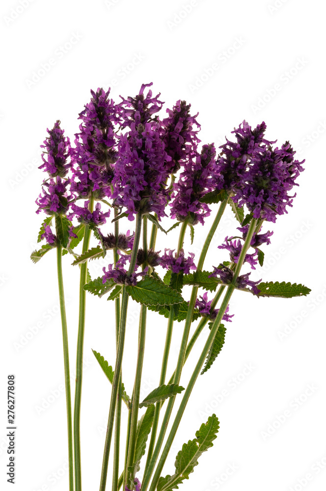 Obraz premium Stachys officinalis isolated white background