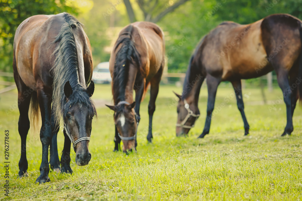 Fototapeta premium beautiful groomed horses on a farm