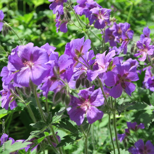 Geraniaceae, dark purple alpine beak, perennial garden shrub returns every year © marina kuchenbecker