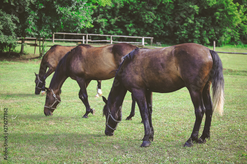 beautiful groomed horses on a farm