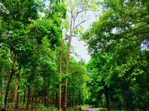 forest during monsoons