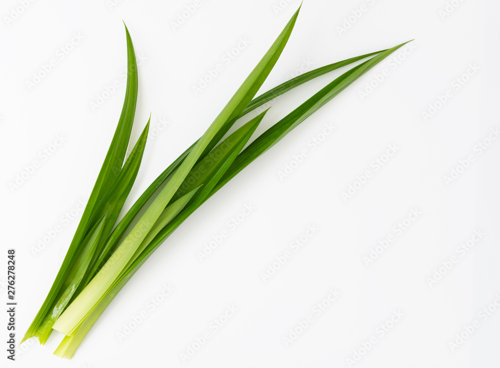 Pandanus amaryllifolius, Thai ingredient food for smell and sweetness isolated on white background Pandanus amaryllifolius, Thai ingredient food for smell and sweetness isolated on white background