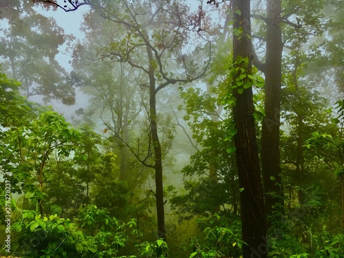 forests during monsoons