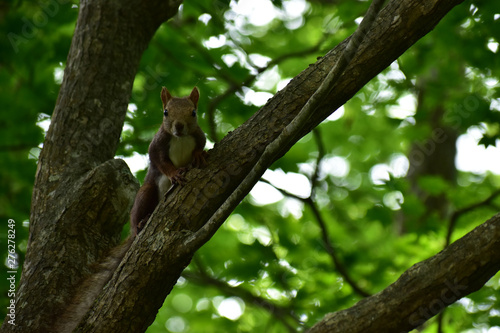 Obraz na plátně 不思議そうな目でこちらを見る森のエゾリス