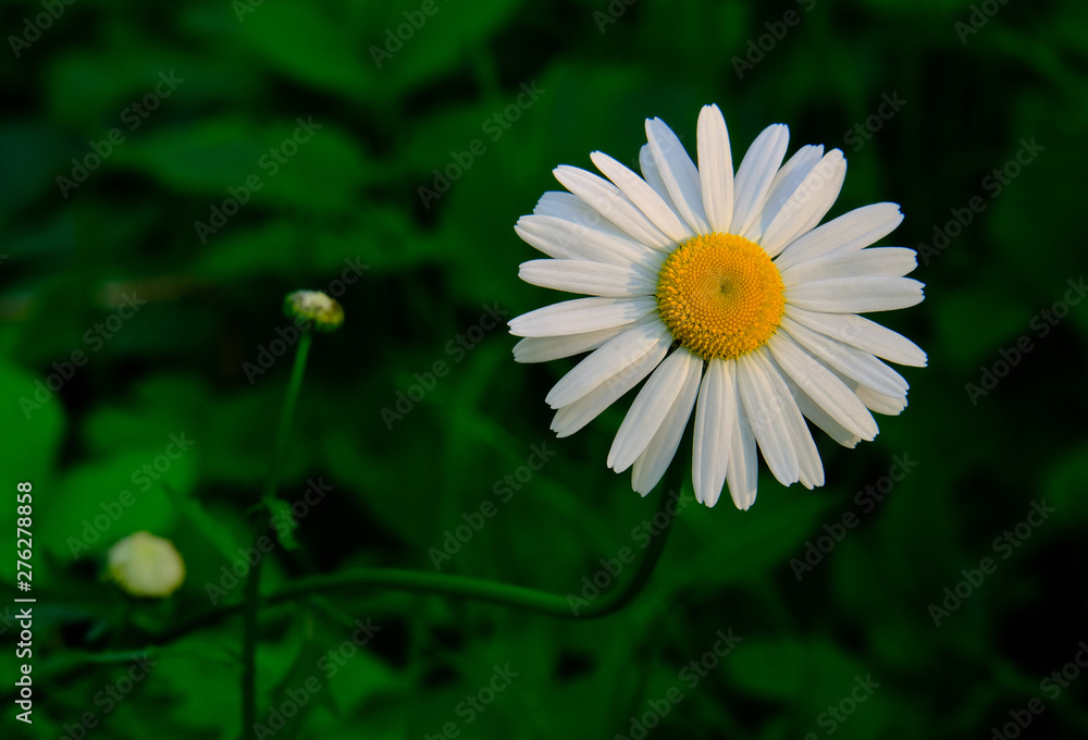 Elegant flower ordinary daisy Elegant flower ordinary daisy