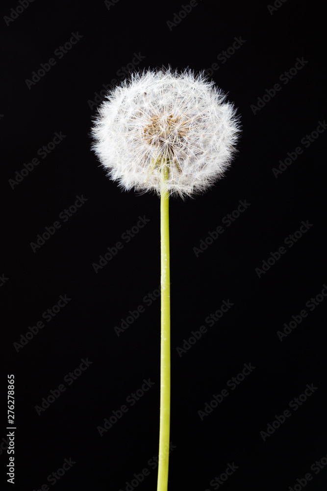 Dandelion clock, close-up, macro - Image . Dandelion clock, close-up, macro - Image .