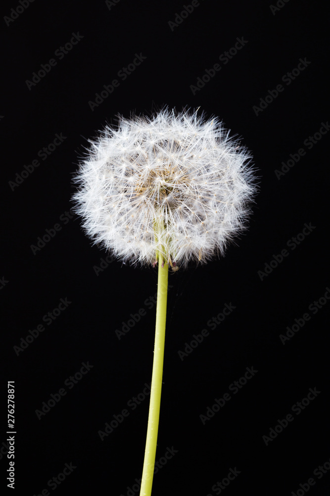 Dandelion clock, close-up, macro - Image .