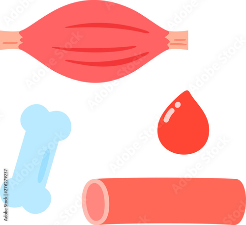 筋肉, 骨, 血管, 血液のイラストセット
