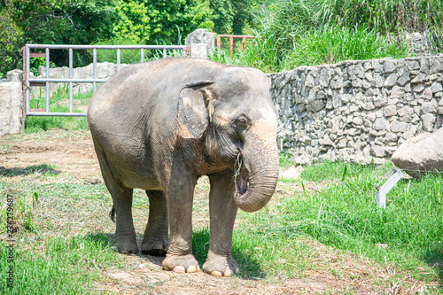 Photography Older elephants are waiting for tourists to feed.