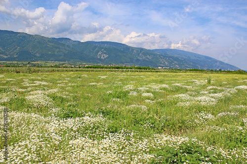 Meadow in Rose Valley  Bulgaria