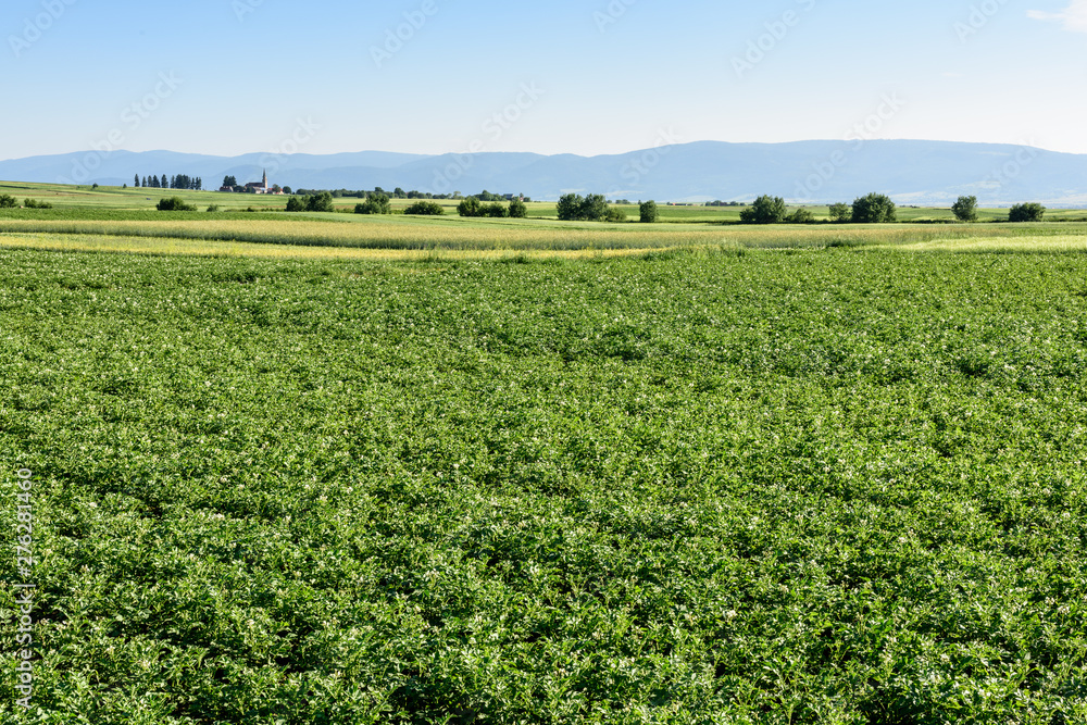 Green field of potato crops in a row.  Potato field at summer in Romania, Transylvania.