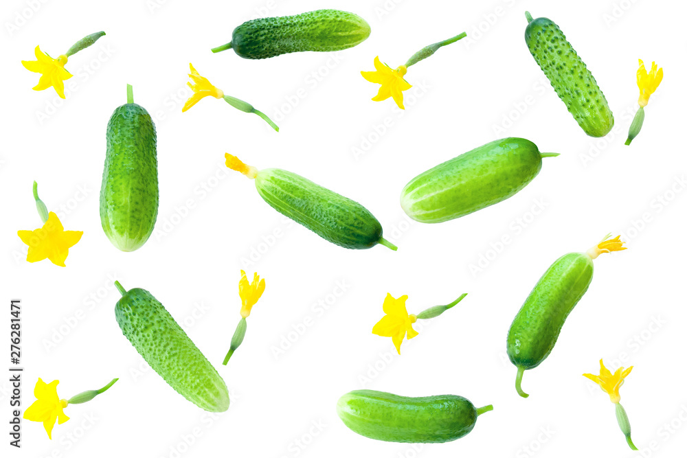 green fresh cucumbers isolated on white background green fresh cucumbers isolated on white background