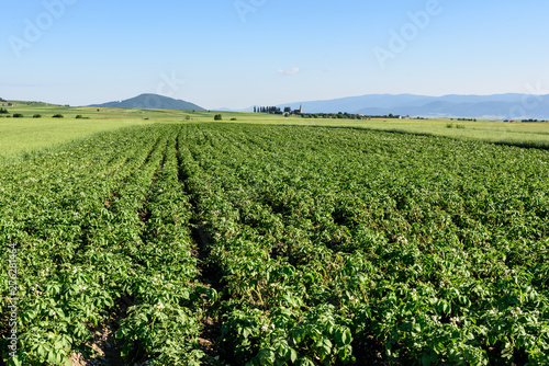 Green field of potato crops in a row.  Potato field at summer in Romania, Transylvania.