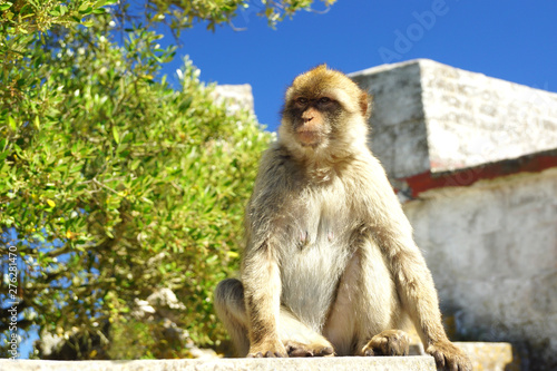 A monkey portrait on the mountain in Gibraltar © Vsl
