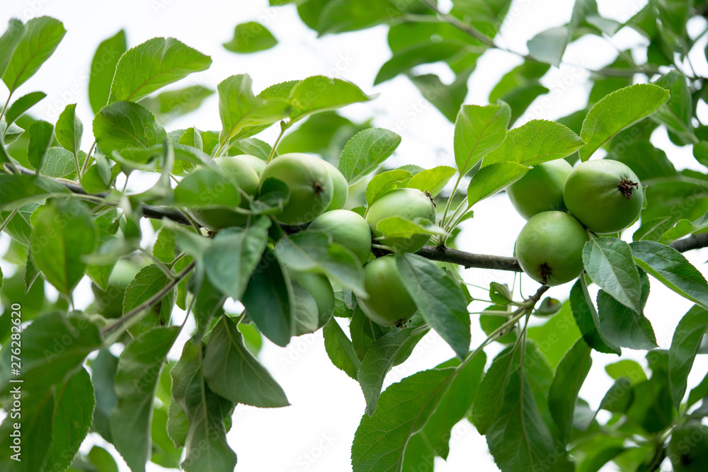 fresh apples on apple tree branch