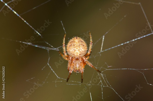 A macro image of an Orb Weaver spider hanging upside down in the center of its damaged web with a smooth brown background.