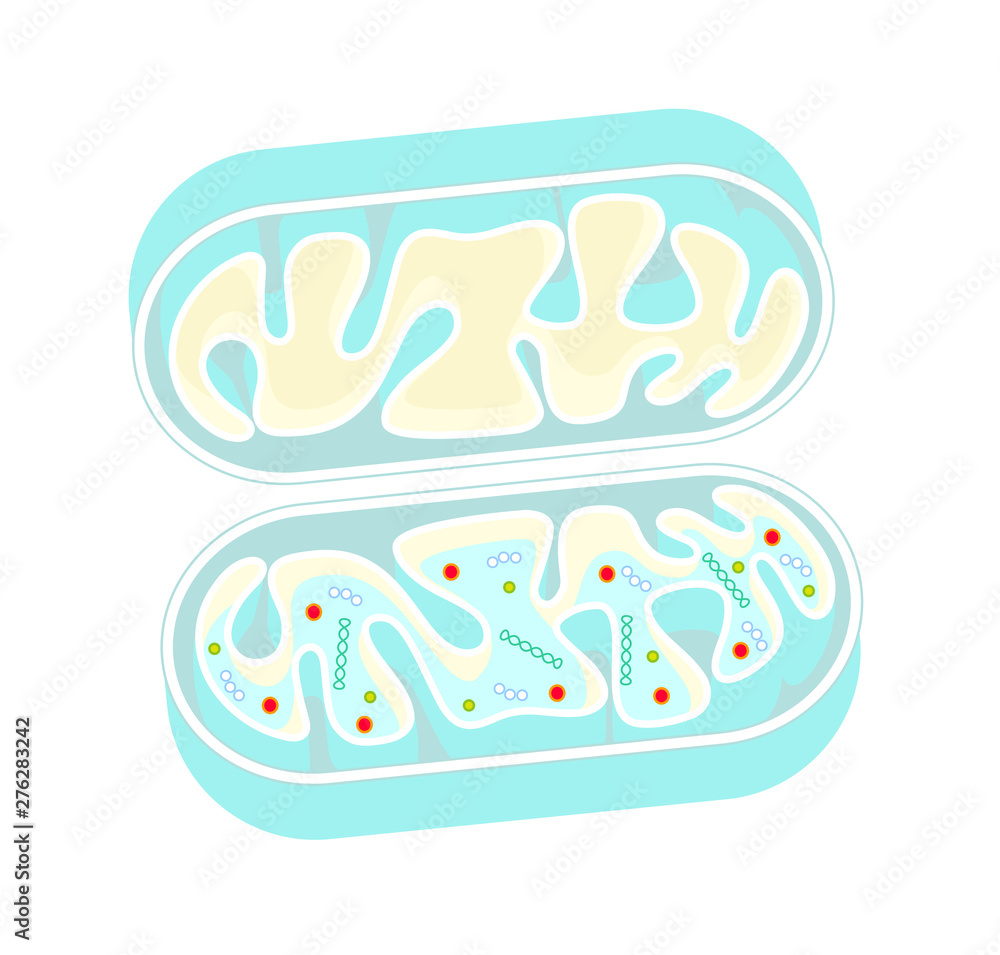 ミトコンドリアの断面図 Mitochondria ベクター イラスト Stock Vector Adobe Stock ミトコンドリアの断面図 Mitochondria ベクター イラスト Stock Vector Adobe Stock