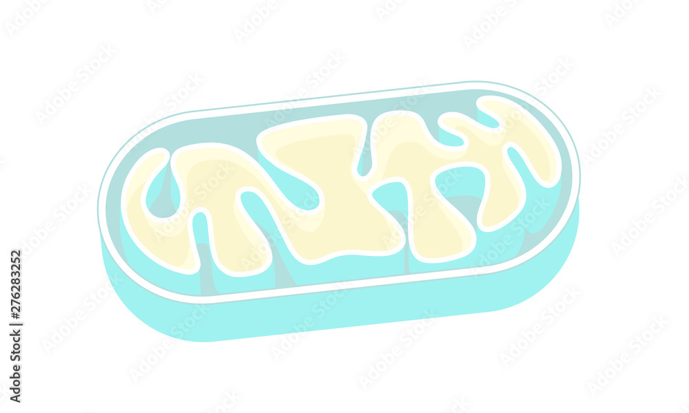 ミトコンドリアの断面図 Mitochondria ベクター イラスト Stock Vector Adobe Stock ミトコンドリアの断面図 Mitochondria ベクター イラスト Stock Vector Adobe Stock