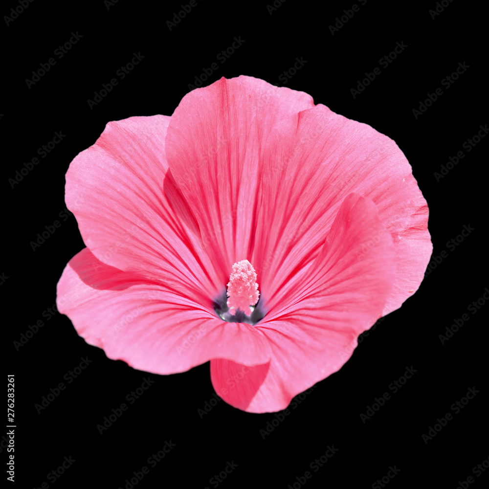 Naklejka premium Beautiful pink flower isolated on a black background