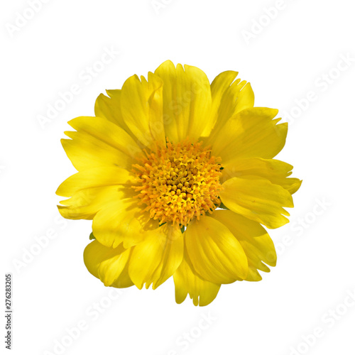 Beautiful yellow flower isolated a white background