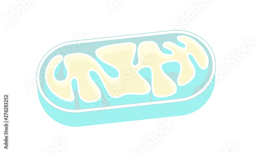 ミトコンドリアの断面図 mitochondria ベクター イラスト photo