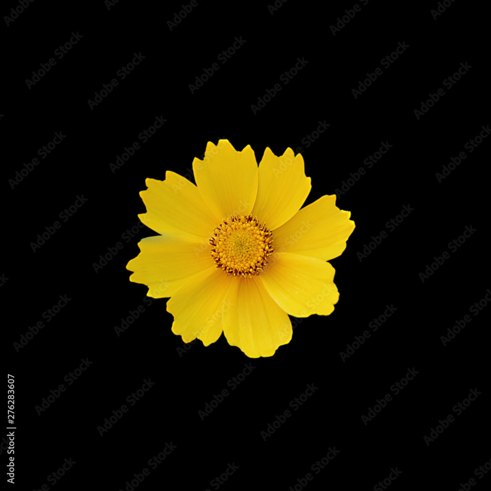 Beautiful yellow flower isolated on a black background Beautiful yellow flower isolated on a black background