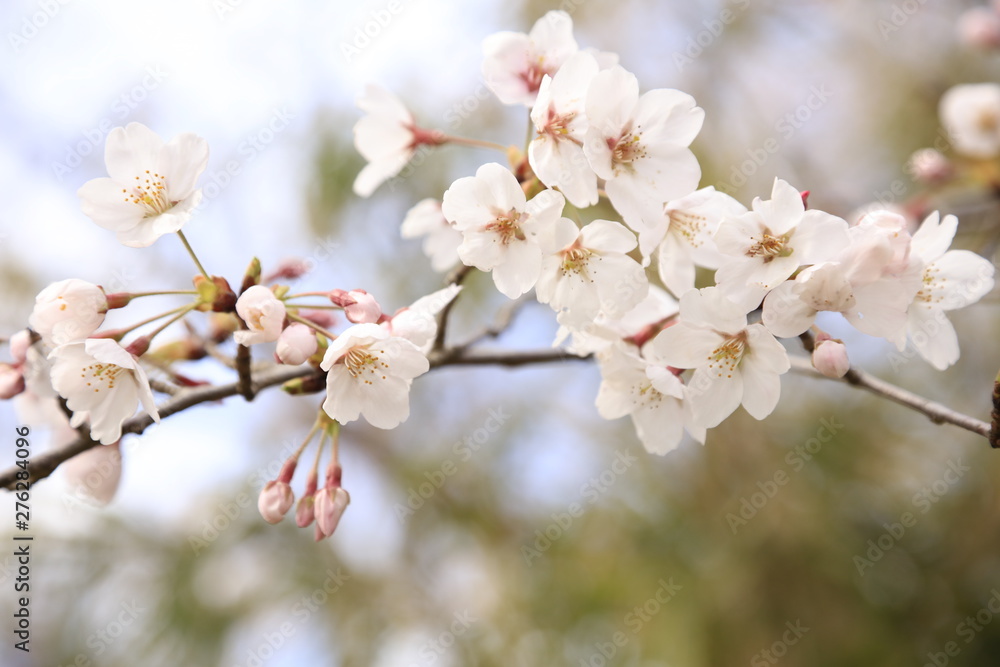 曇り空と桜