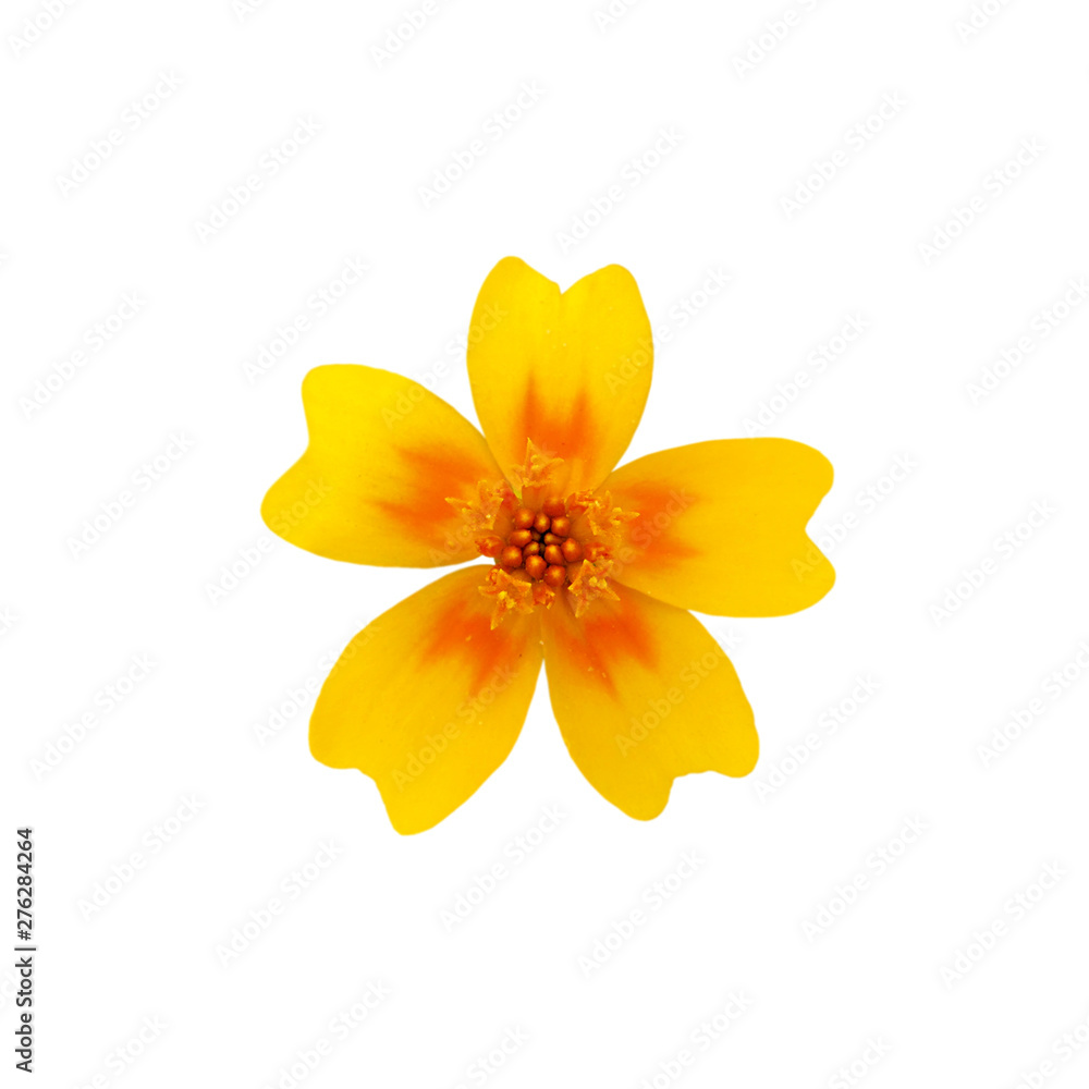 Beautiful yellow flower isolated on a white background Beautiful yellow flower isolated on a white background