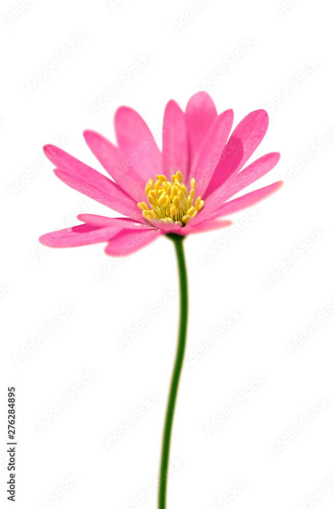 Beautiful pink flower isolated on a white background Beautiful pink flower isolated on a white background