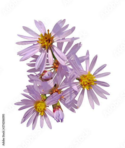 Light purple flowers isolated on a white background