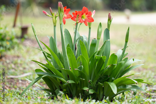 Red Hippeastrum flower or Red Amaryllis flowers on green natural blurred background