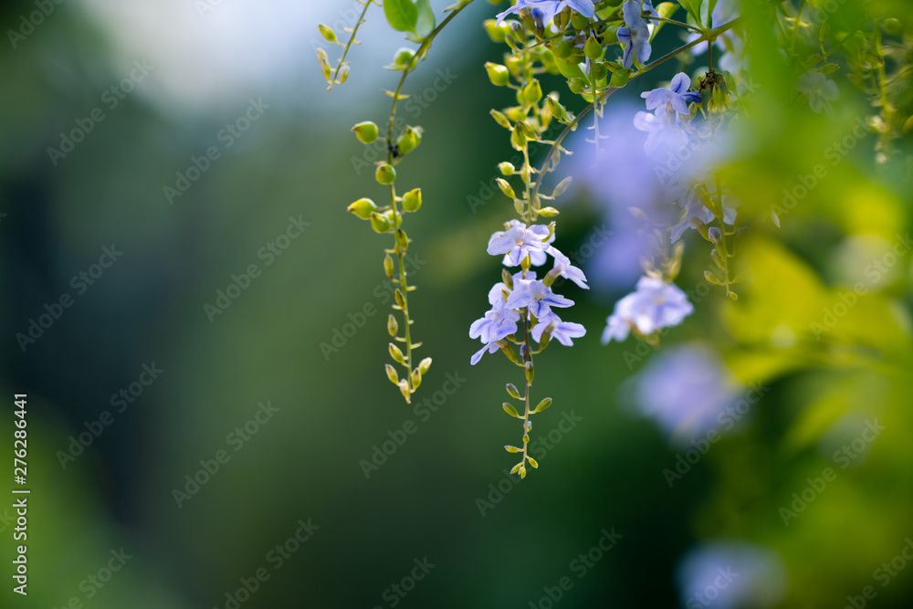 Obraz premium Golden dewdrop flower for natural freshness background or spring and summer concept background