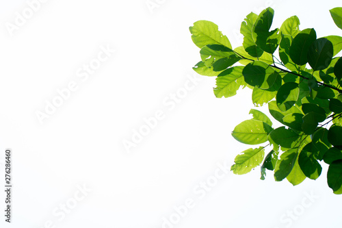 Green tropical leaves over bright background