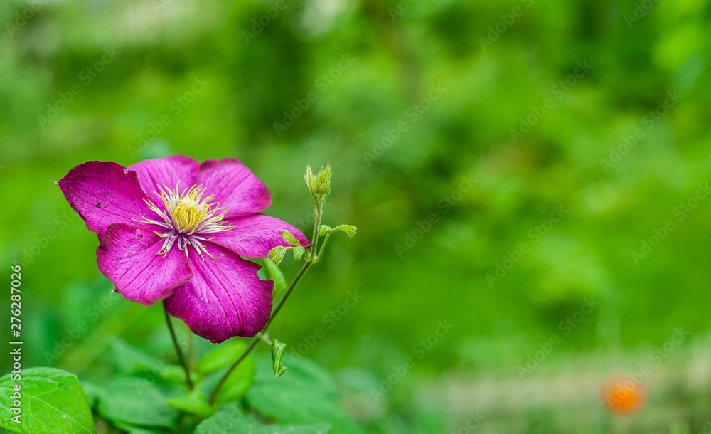Fototapeta premium 1 pink clematis flowers on blurry green garden background with placeholder