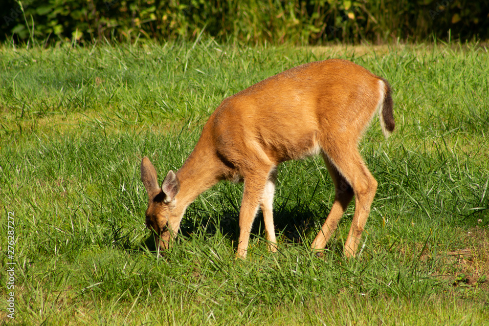 Fototapeta premium Black Tailed Deer Eating some Grass