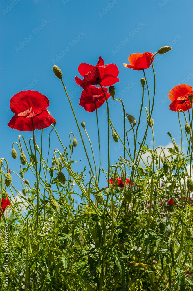 Obraz premium A few red bright simple poppy flowers under bright blue sky, vertical photo