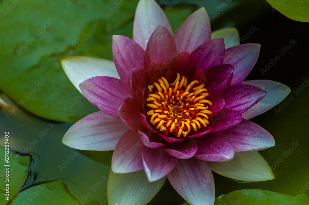 Red nymphaea or water lily flower with yellow core, macro shot and green leafs in water of garden pond Red nymphaea or water lily flower with yellow core, macro shot and green leafs in water of garden pond