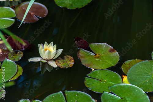 White nymphaea or water lily with yellow heart flowers and green leafs in water with tranquil reflection in garden pond  close-up