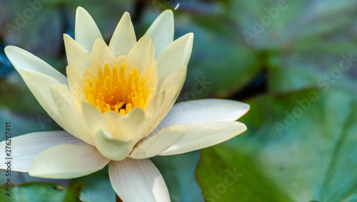 Clean ideal white or yellow nymphaea or water lily flower macro shot and green leafs in water of garden pond