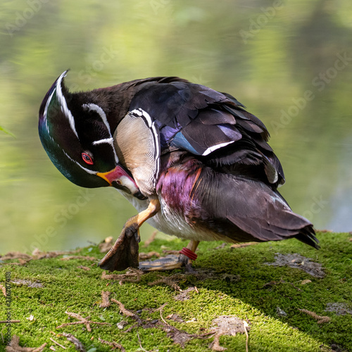 Brautenten Maennchen bei der Gefiederpflege freigestellt in der Seitenansicht vor einem Teich photo