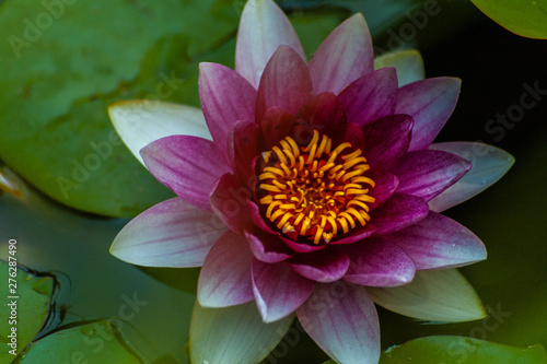 Red nymphaea or water lily flower with yellow core, macro shot and green leafs in water of garden pond
